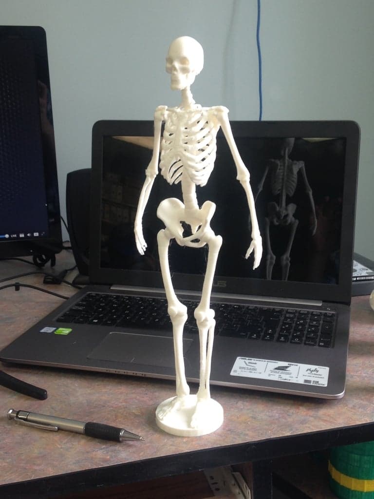 Человеческий скелет