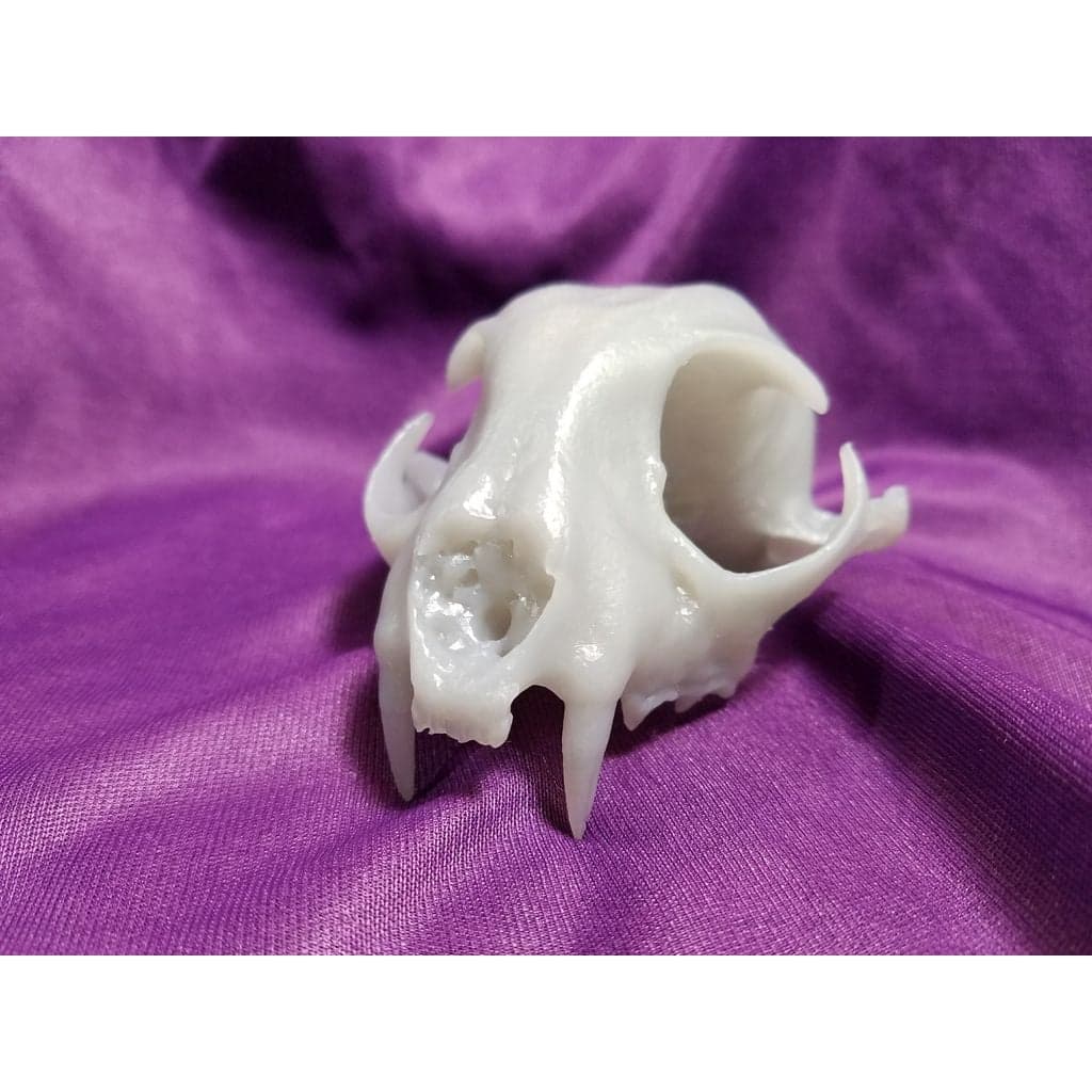 Оригинальный скан черепа настоящей рыси, NextEngine