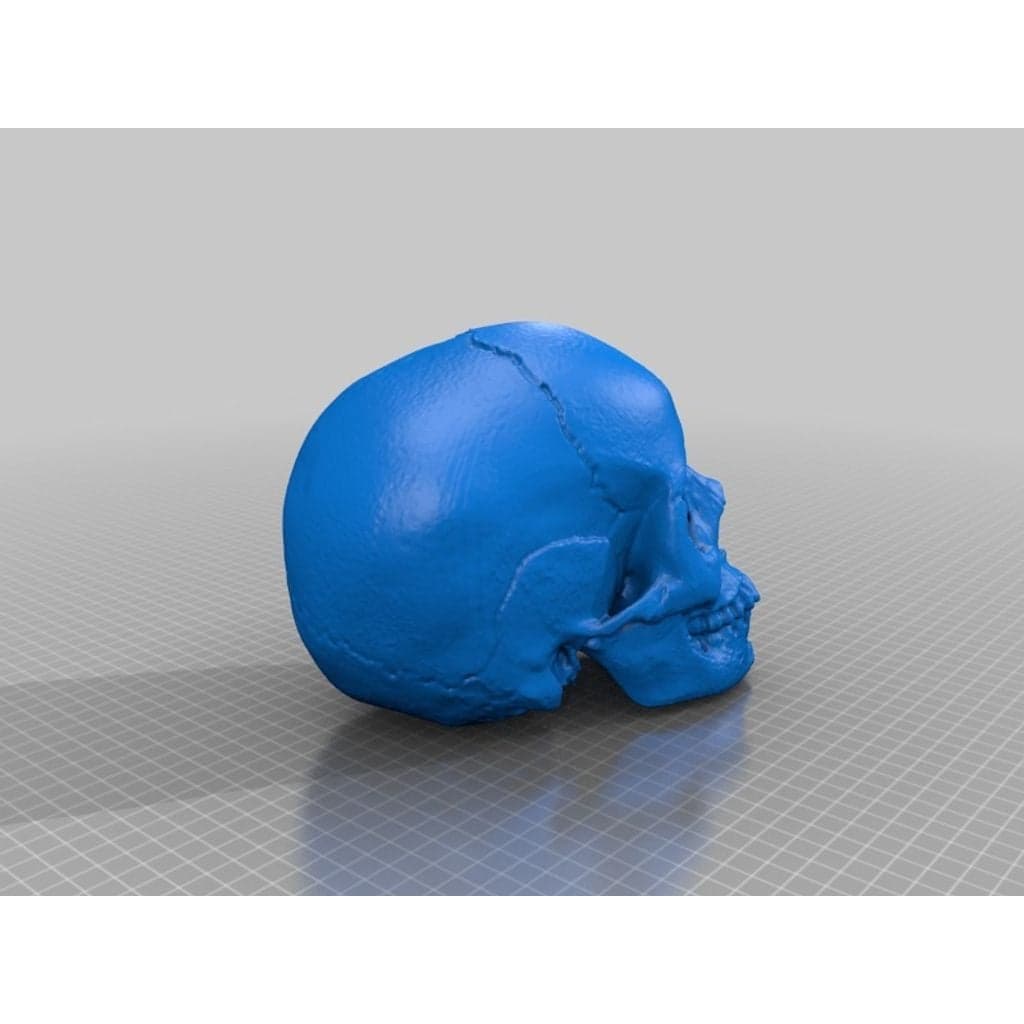 Анатомический череп