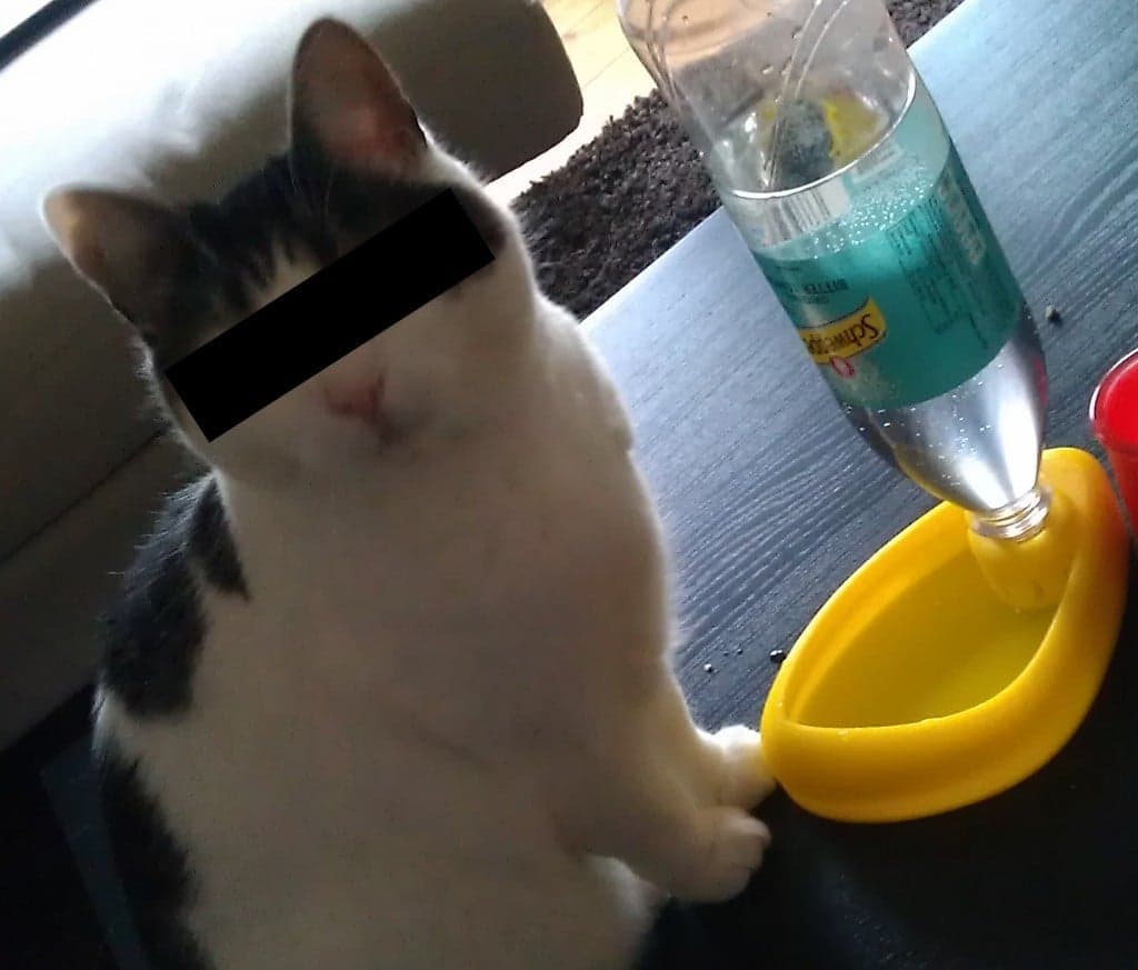 Пруд для питья кошек