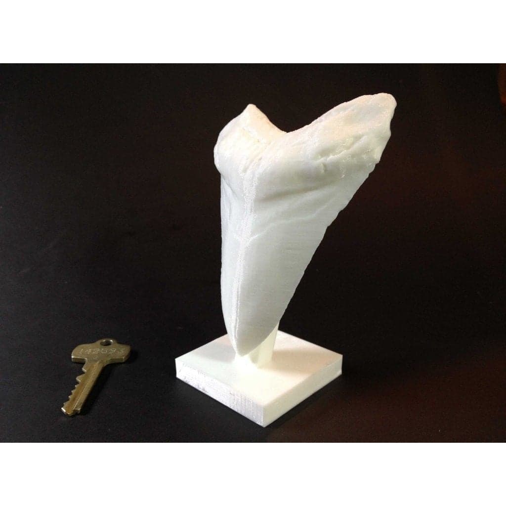 Зуб гигантской доисторической акулы!