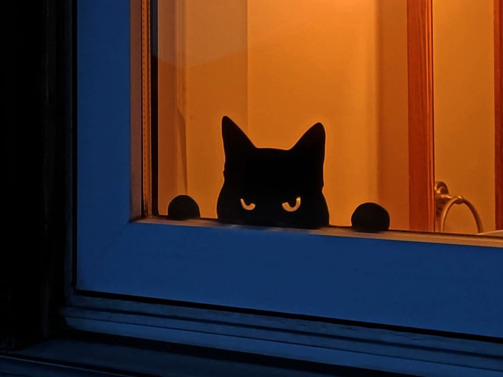 Злой кот-охранник