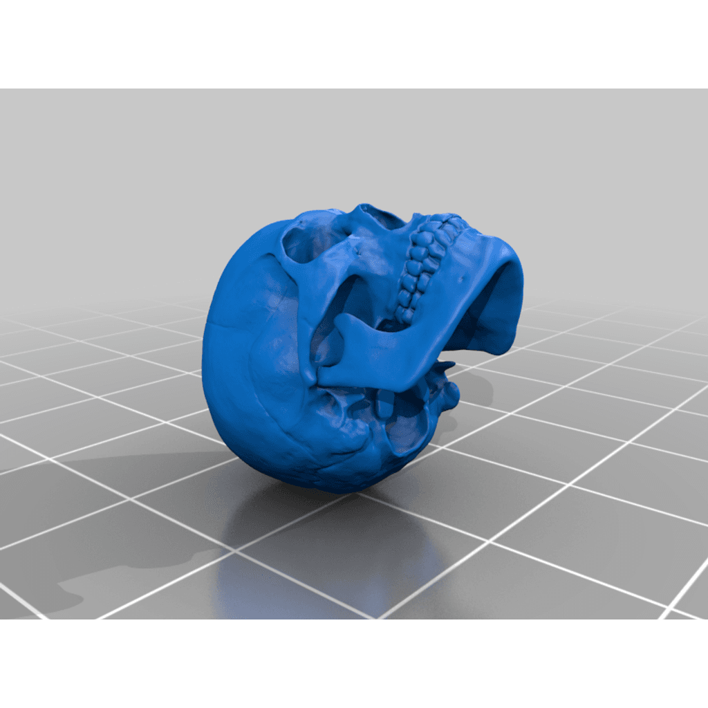 Человеческий череп