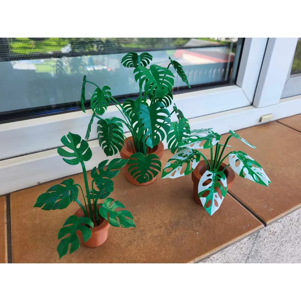 Печать--plant — растение Монстера для печати